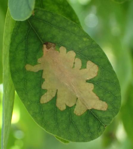 Réf. 210 473 : Parectopa robiniella